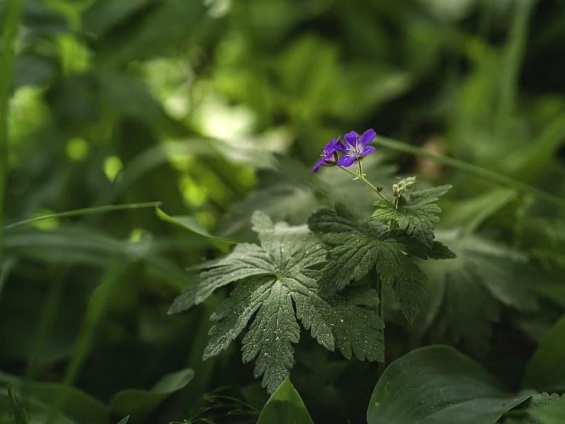 wood-cranesbill-Bosooievaarsbek -Geranium sylvaticum - bodembedekende - inheemse-vaste-plantensoorten